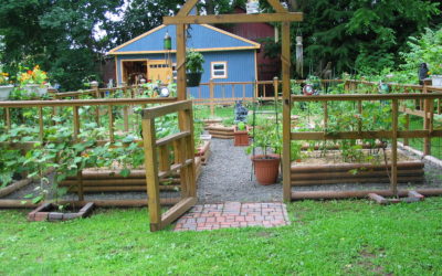 Starting A Vegetable Garden