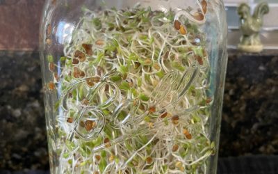 Growing Sprouts In A Jar