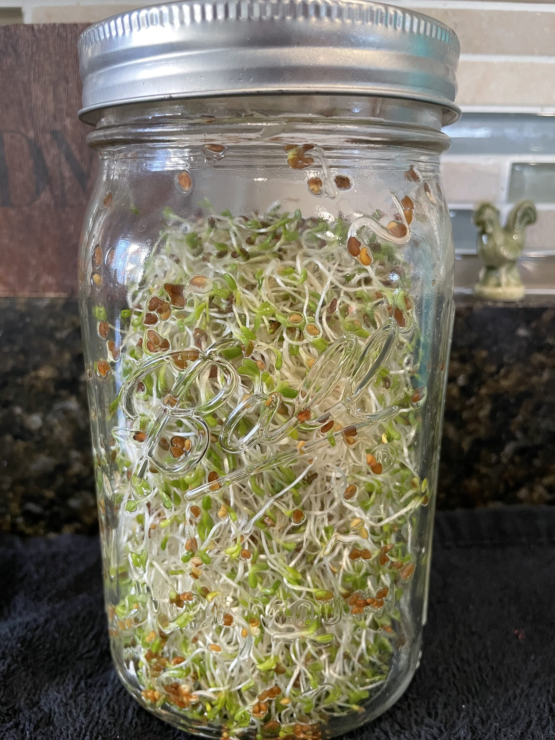 Growing Sprouts in a Jar