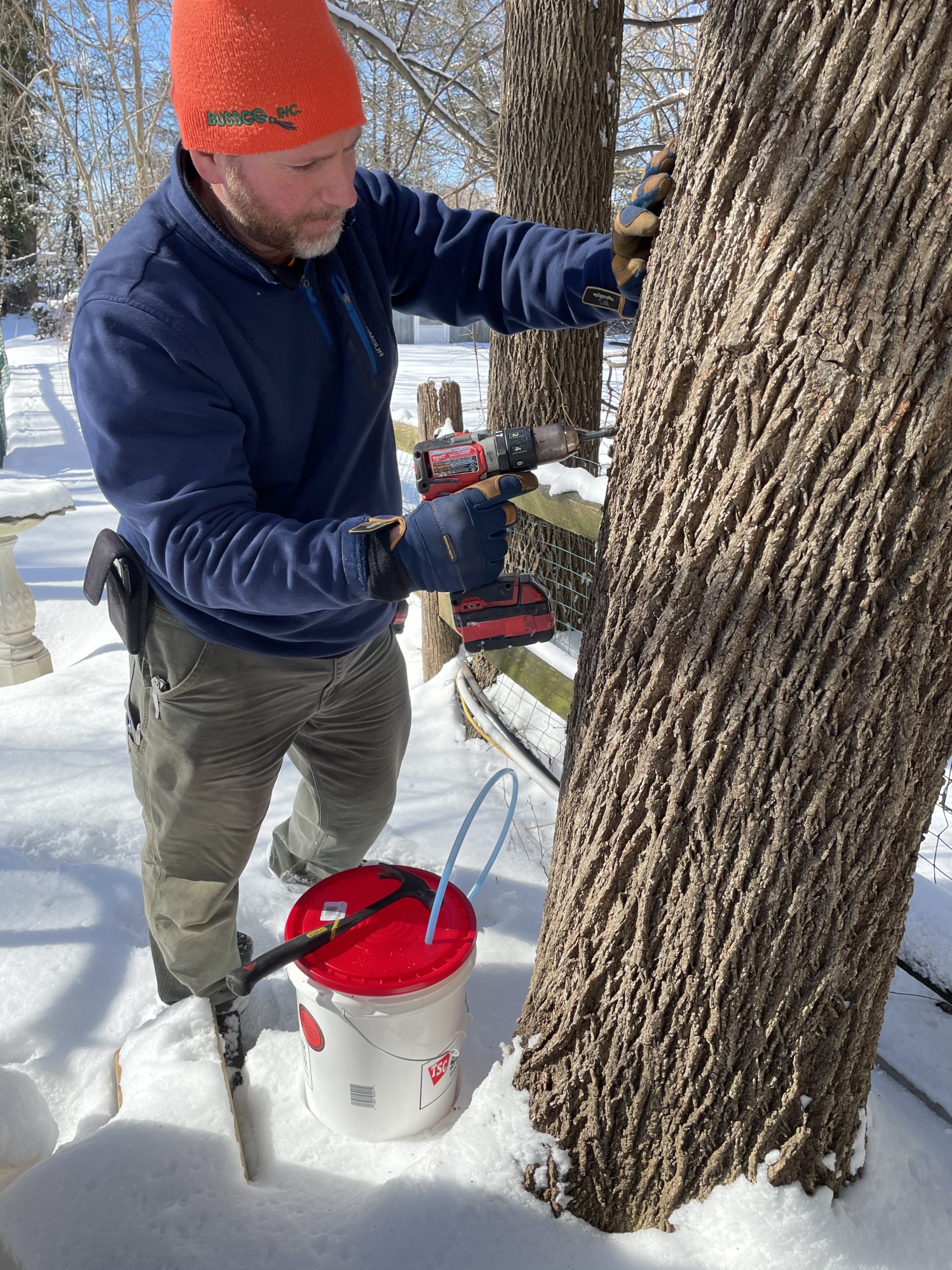 Tapping Black Walnut Tree For Syrup