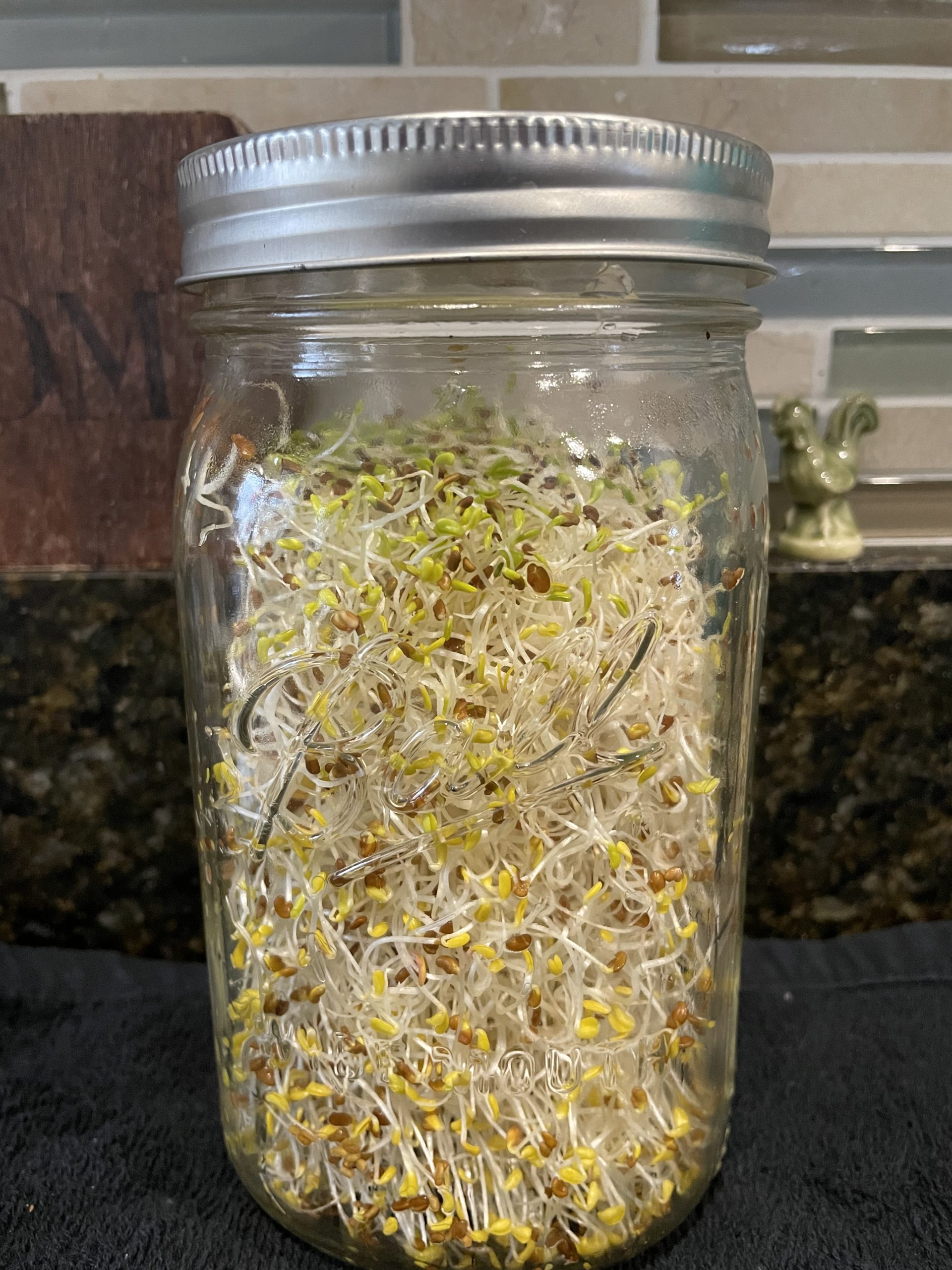 Growing Sprouts in a Jar