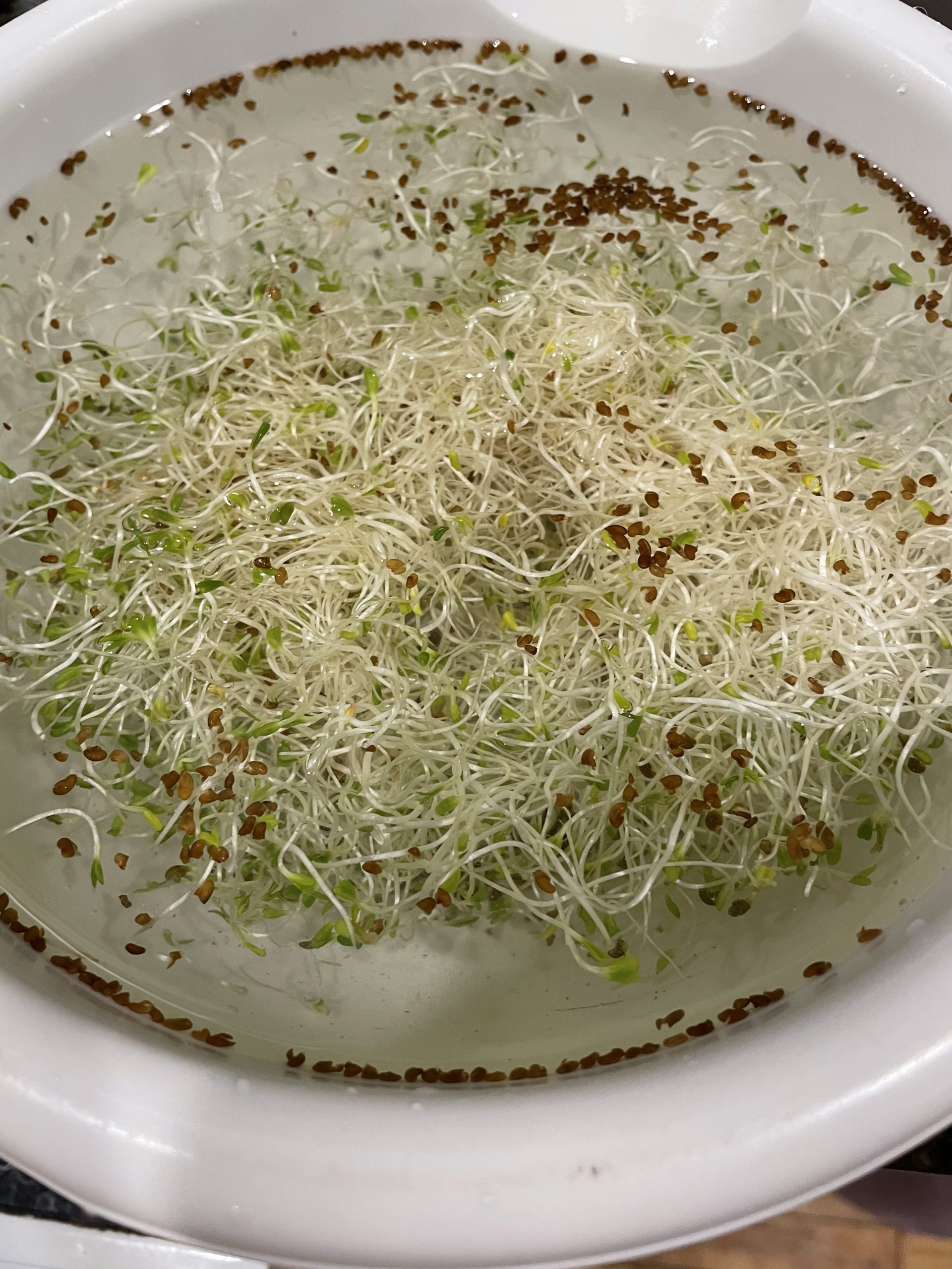 Rinsing sprouts
