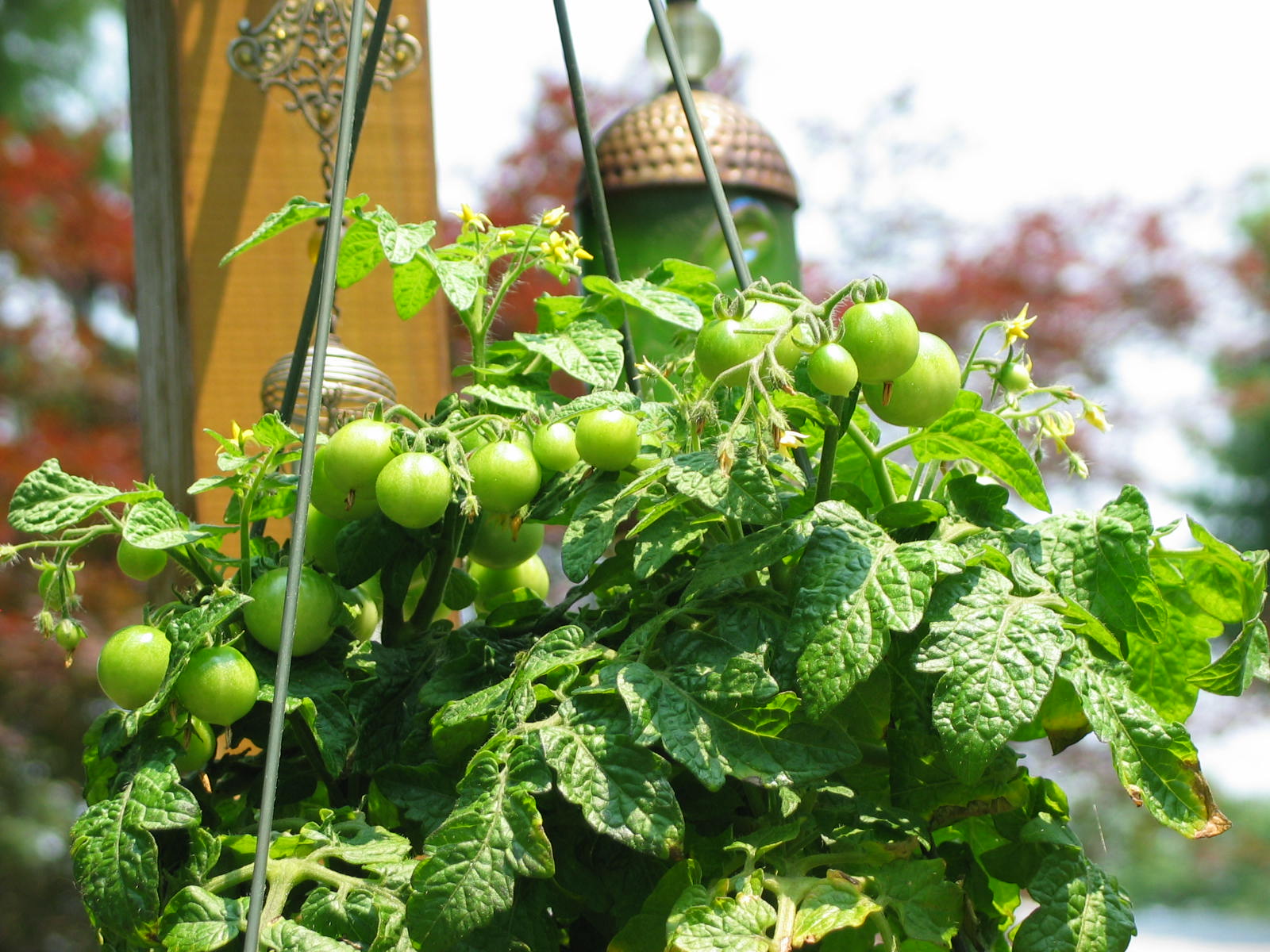 Growing Tomatoes In A Hanging Basket
