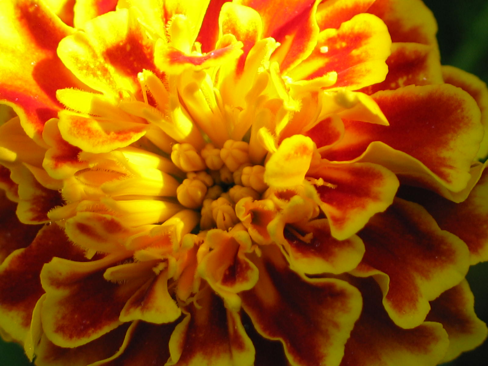 Companion Planting With Marigolds