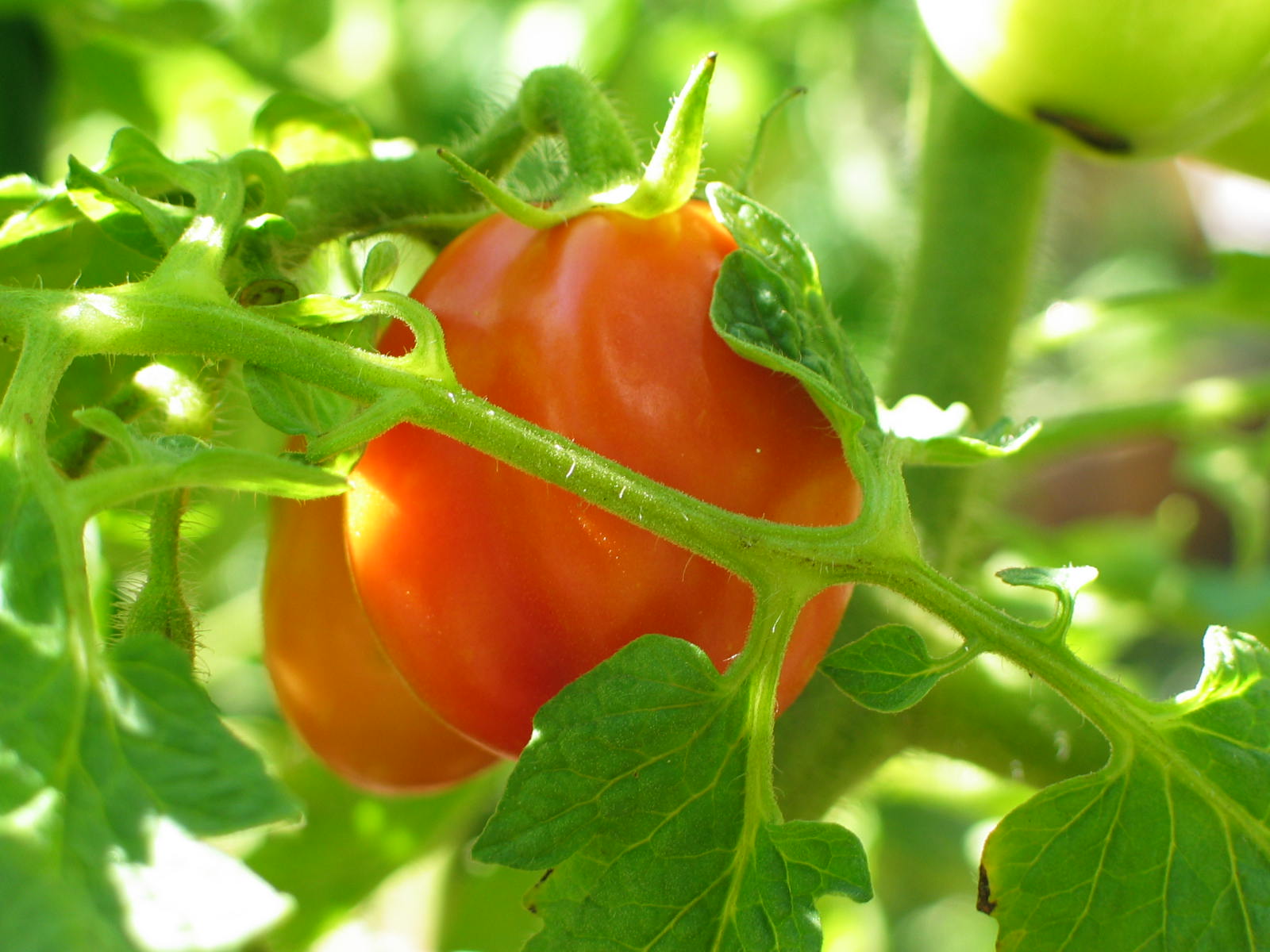 Growing Roma Tomato
