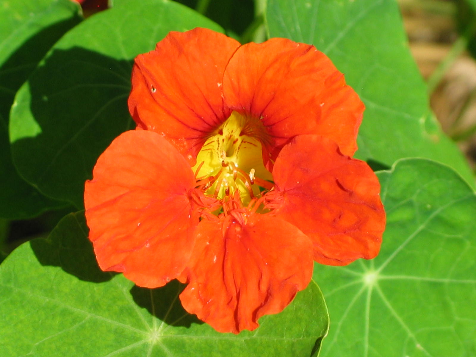 Nasturtium Companion Planting