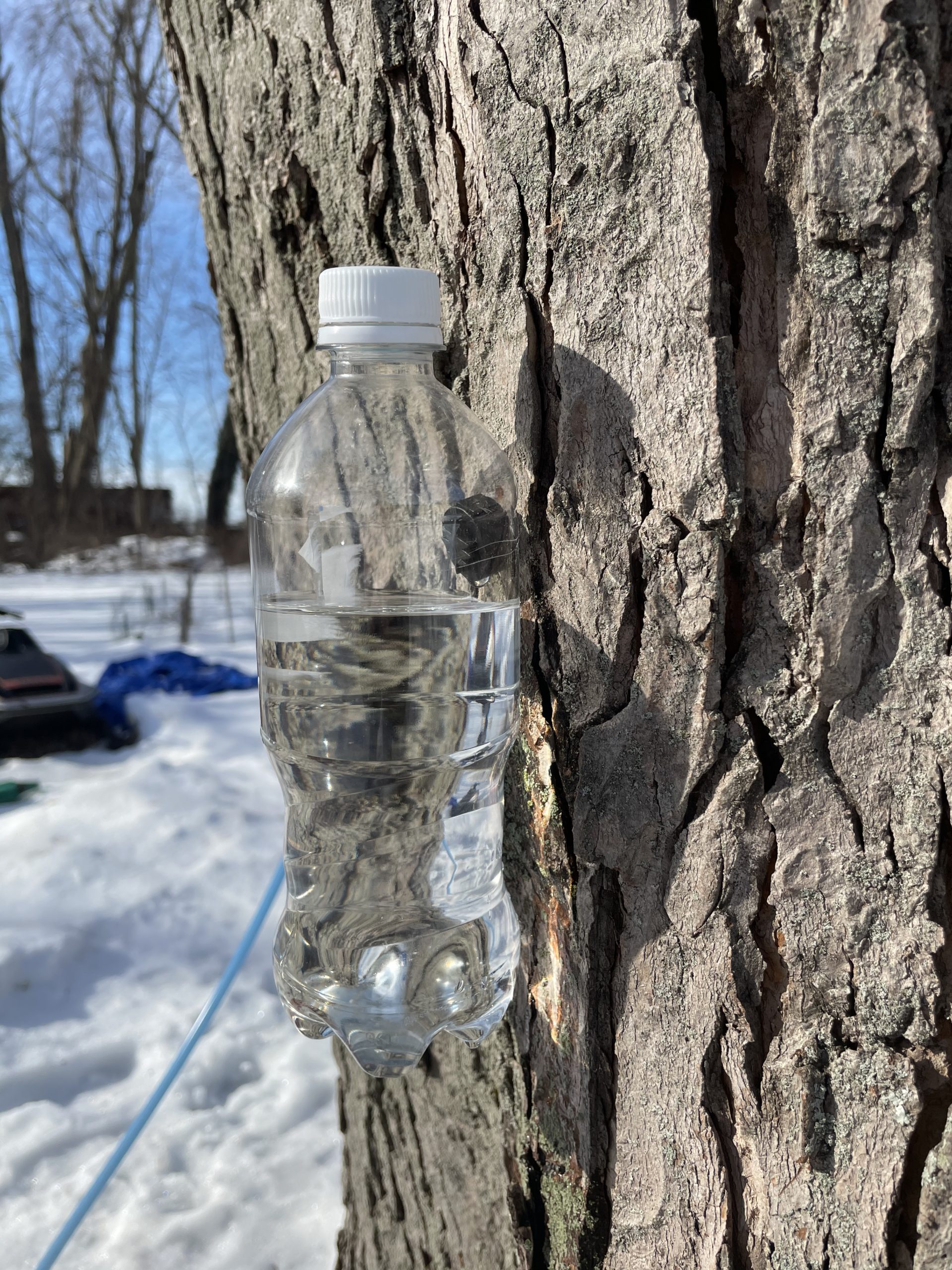 Soda Bottle Collecting Maple Sap