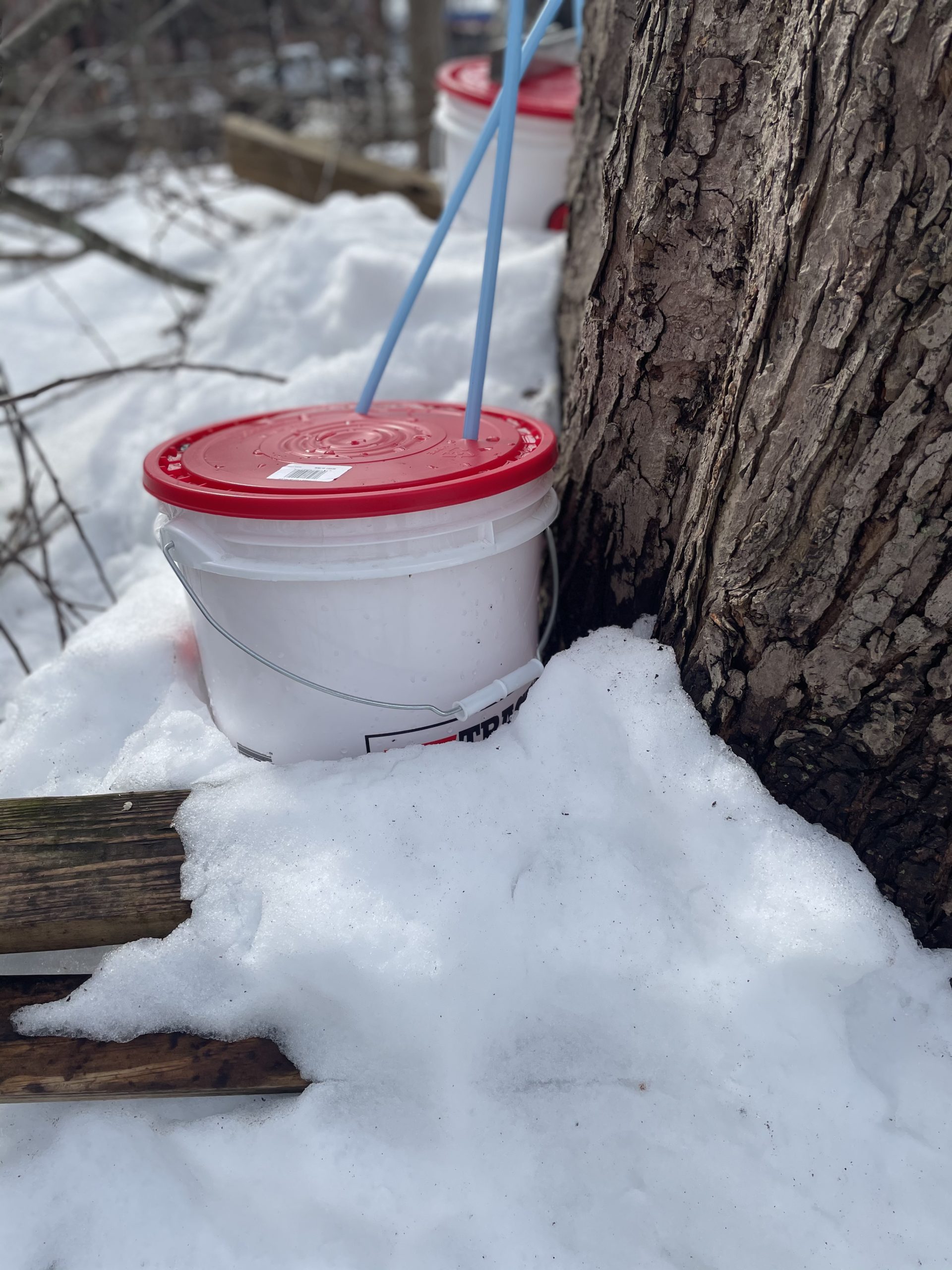 Keeping Maple Sap Cold