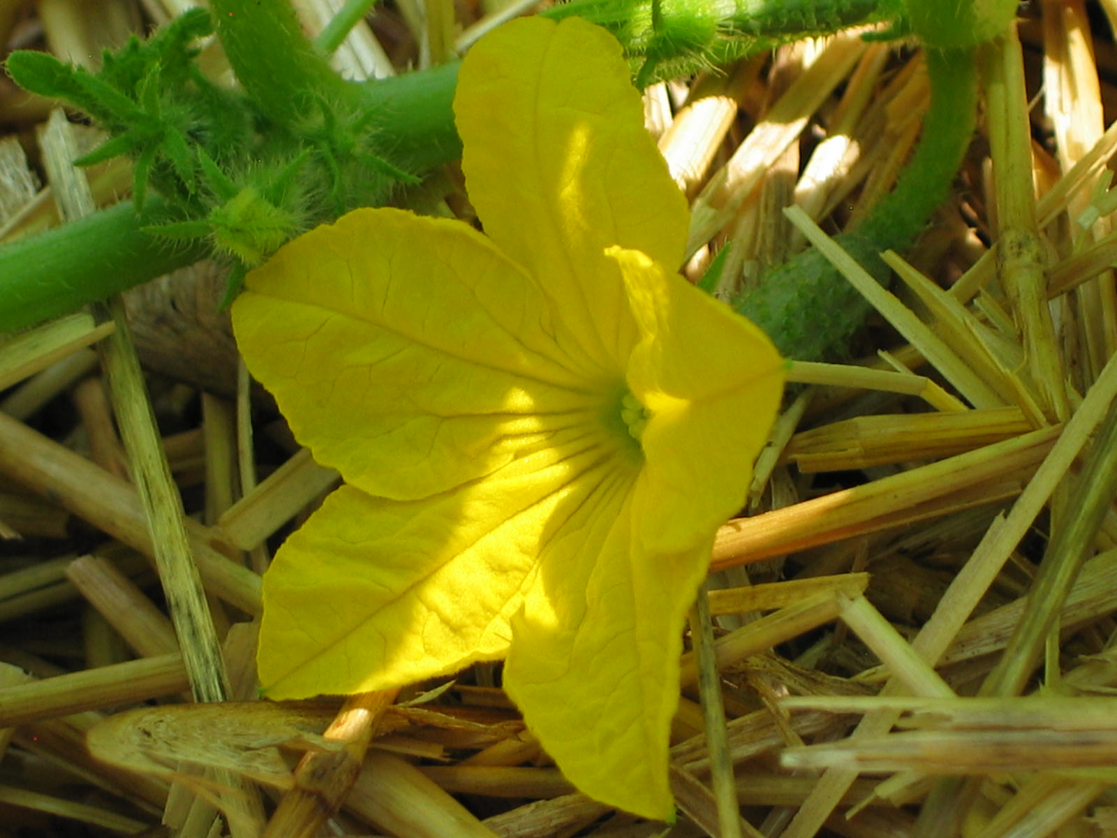 Growing Cucumbers