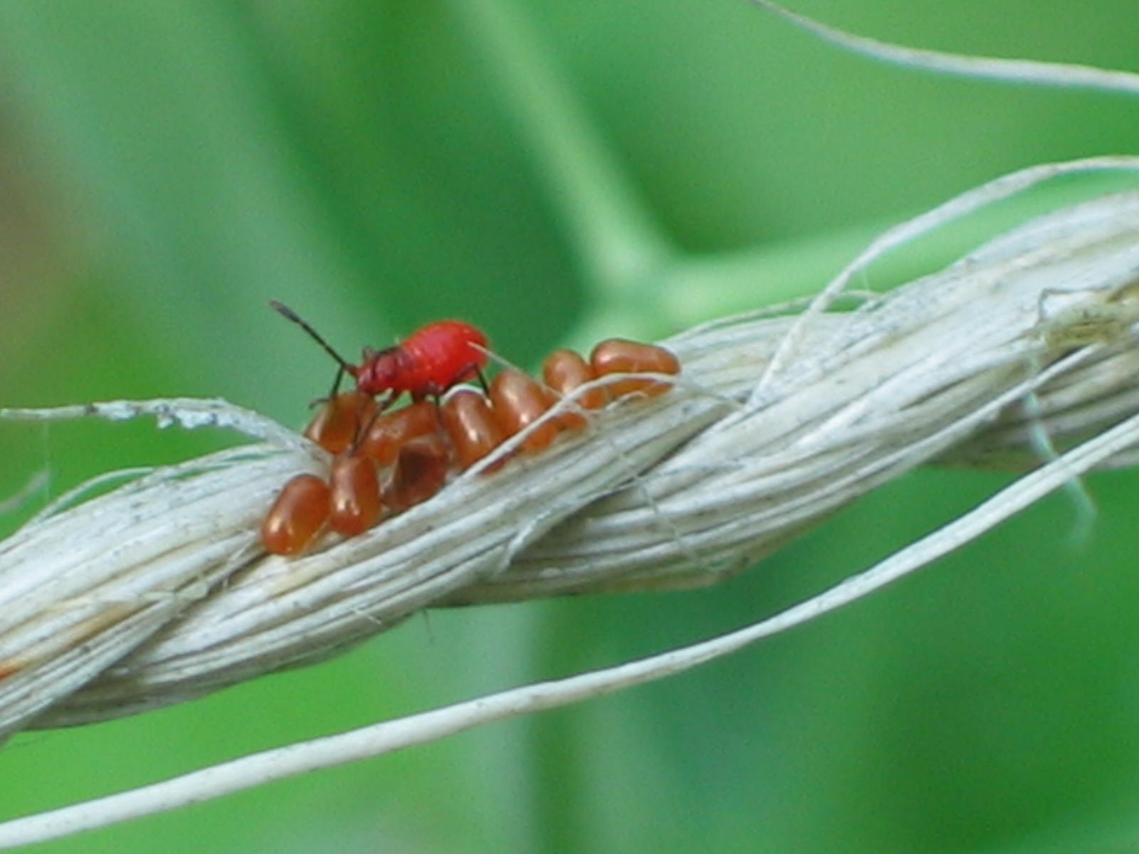 Garden bug and eggs