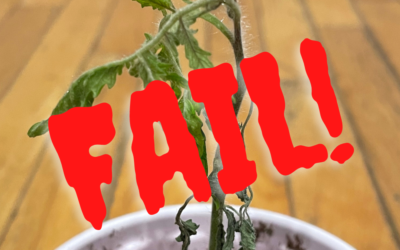 How To Start Seeds Indoors Without an Epic Fail