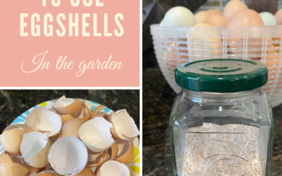 TOP 6 WAYS TO USE EGGSHELLS IN THE GARDEN