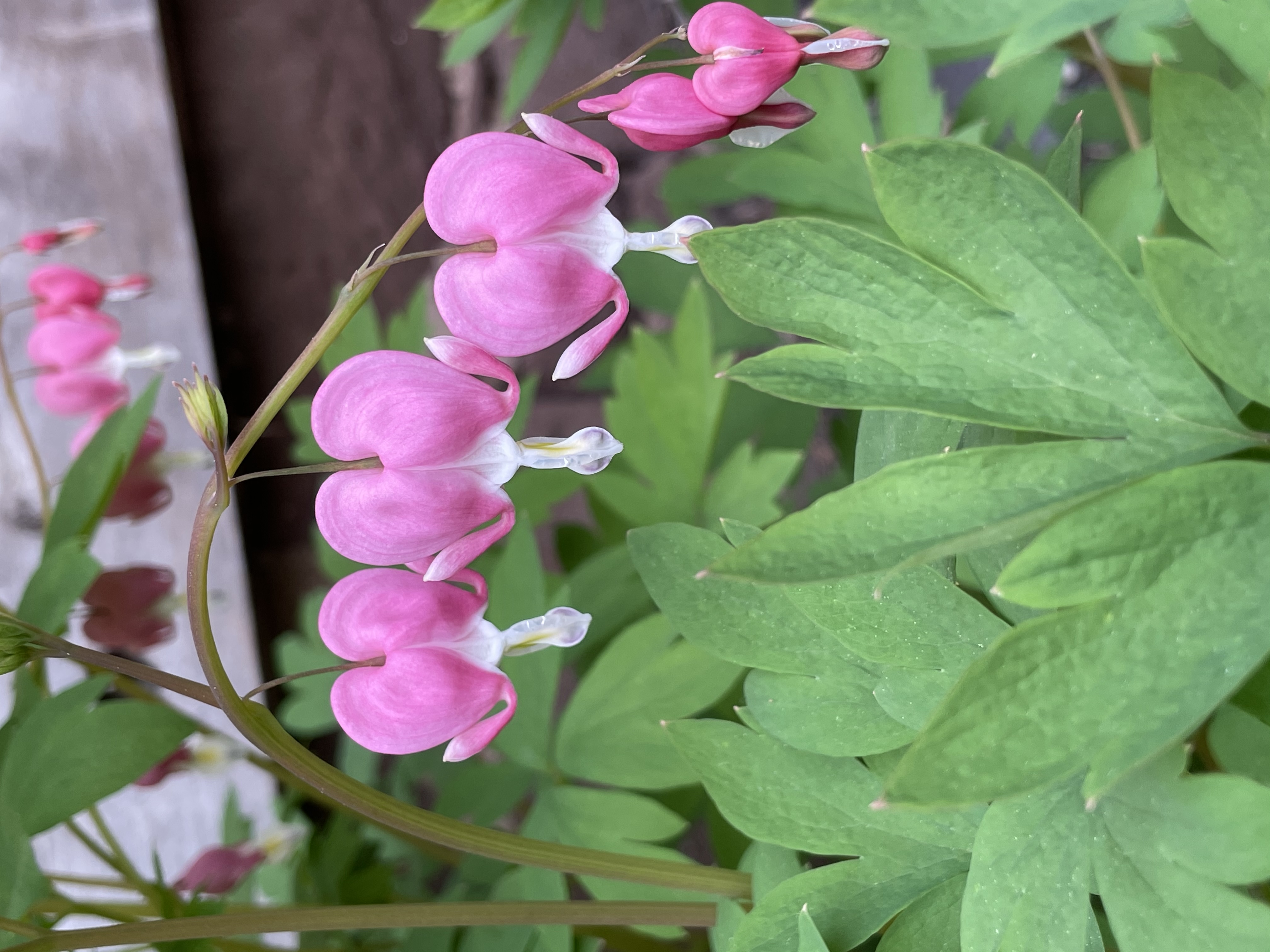 Bleeding Heart Toxic Plant For Dogs
