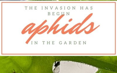 The Invasion Has Begun~ Battling Aphids In The Garden