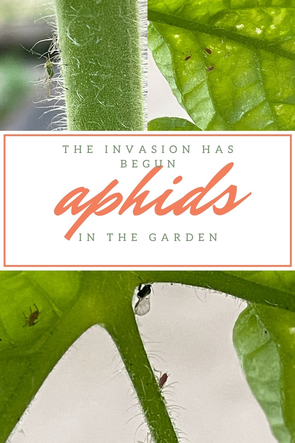 Aphids In The Garden