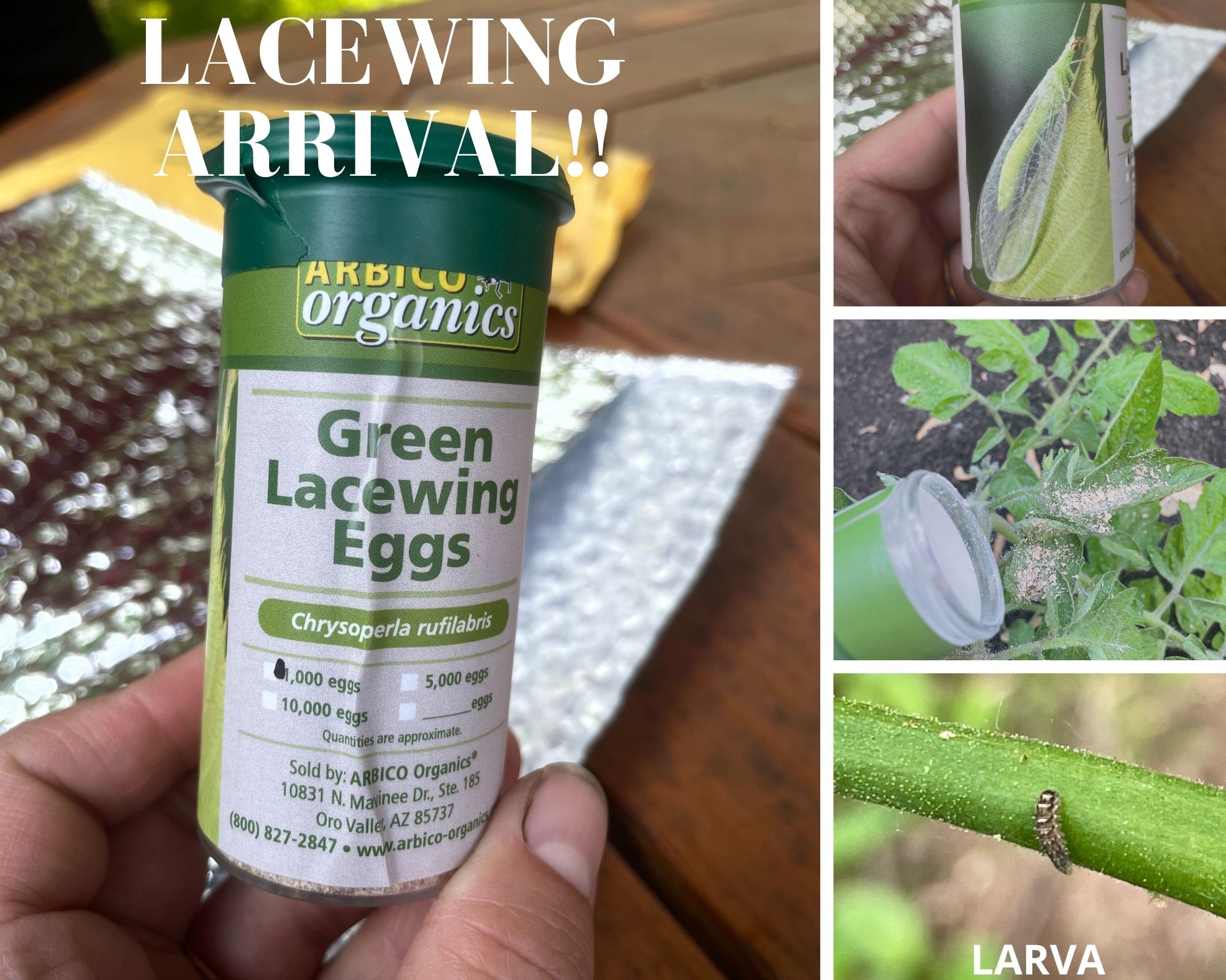 Green Lacewings Beneficial Garden Bugs