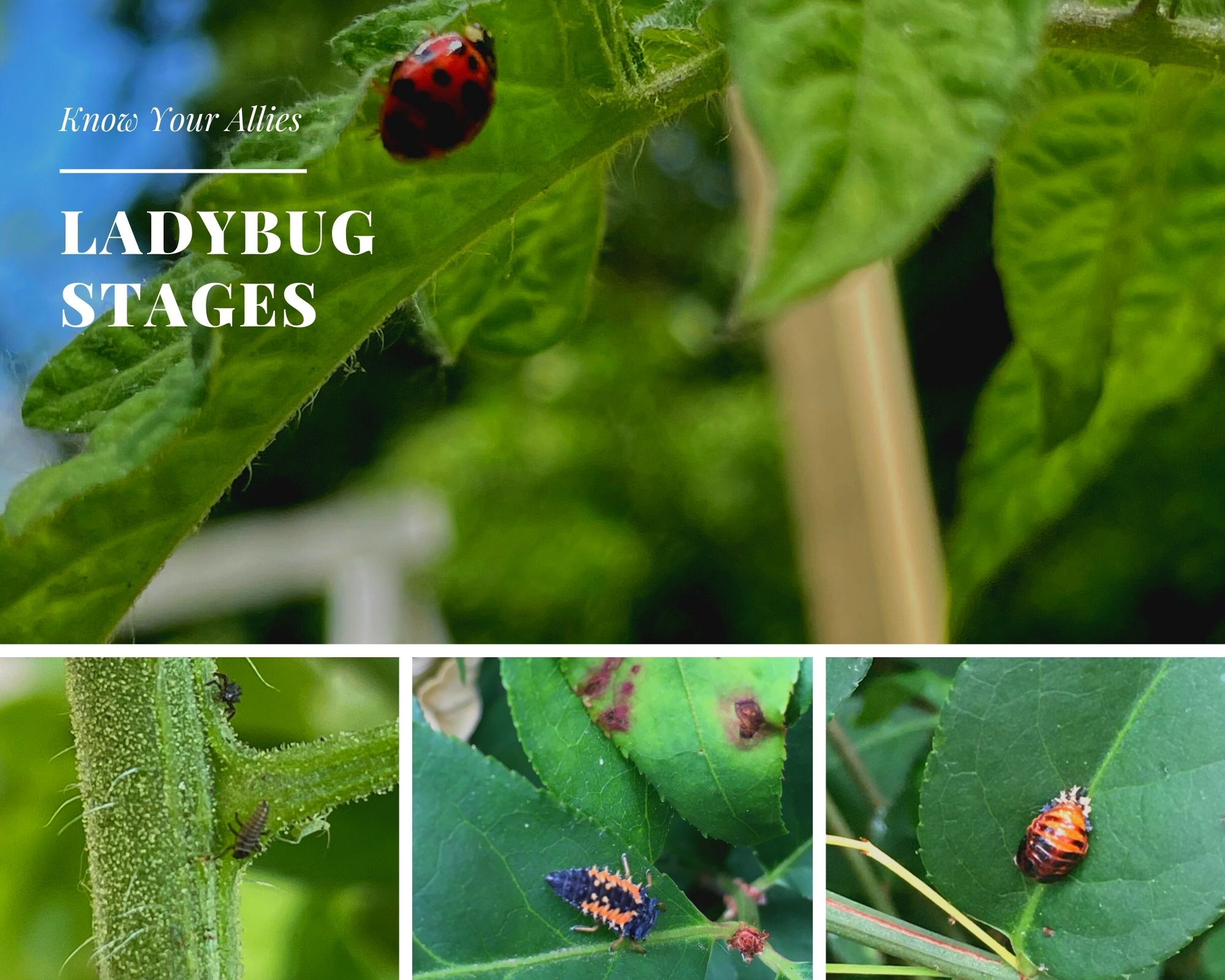 Ladybug Stages Beneficial Insects