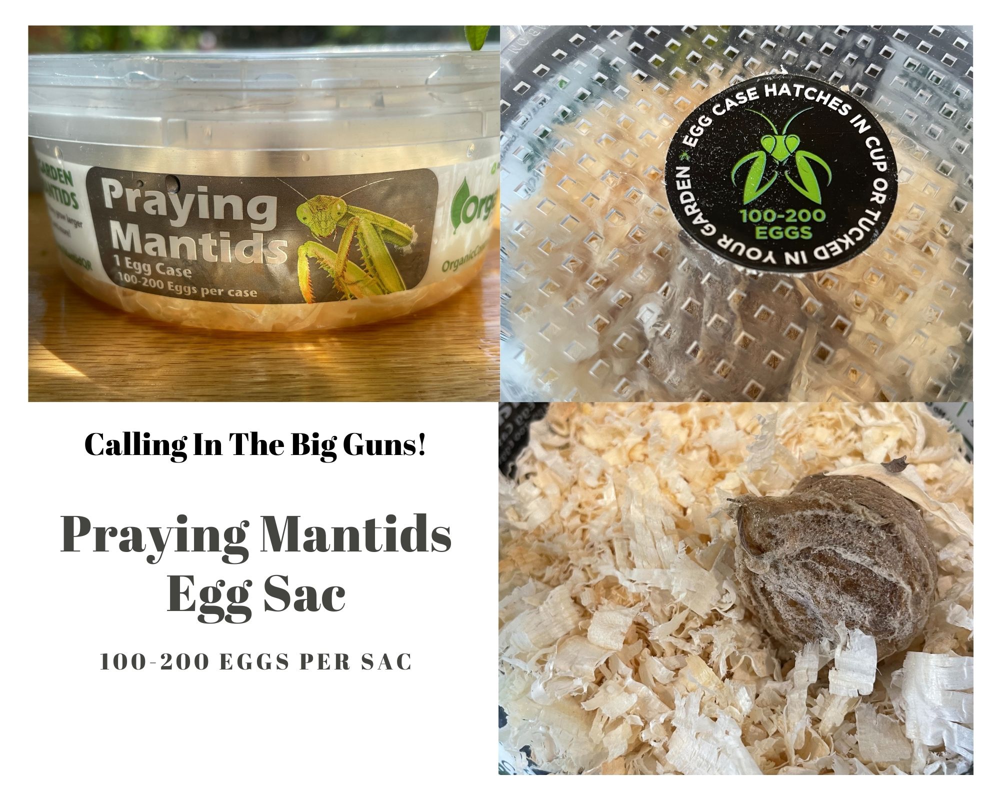 Praying Mantids Egg Sac